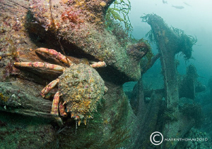 Spider crab on wreck of the liner Herefordshire, which we... by Mark Thomas 